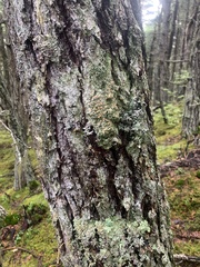 Icmadophila ericetorum