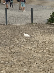 Columba livia domestica