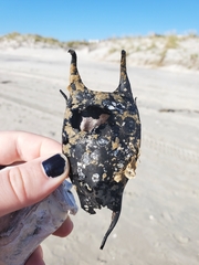 Rostroraja eglanteria