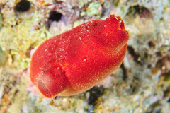 Halocynthia papillosa