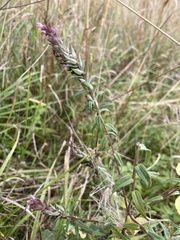 Odontites vernus