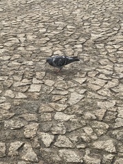 Columba livia domestica