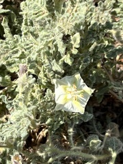 Chamaesaracha coniodes