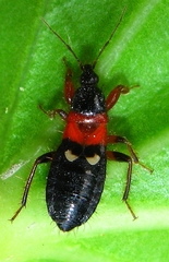 Prostemma sanguineum