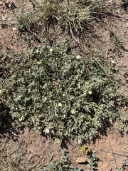 Chamaesaracha coniodes