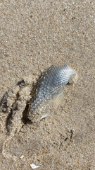 Cyrtopleura costata