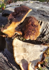 Ischnoderma benzoinum