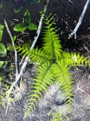 Deparia acrostichoides