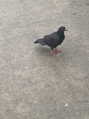 Columba livia domestica