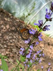 Danaus erippus