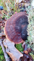 Ischnoderma benzoinum