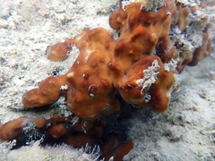 Chondrilla nucula