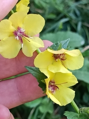 Verbascum blattaria