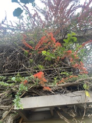 Combretum microphyllum