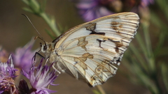 Melanargia lachesis