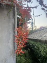 Combretum microphyllum