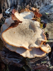 Ischnoderma benzoinum