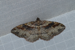 Costaconvexa centrostrigaria