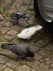 Columba livia domestica