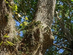 Epidendrum conopseum