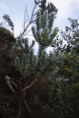 Leucadendron argenteum
