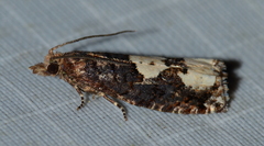 Epinotia trigonella