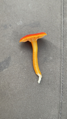 Hygrocybe cantharellus