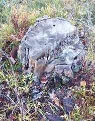 Ischnoderma benzoinum