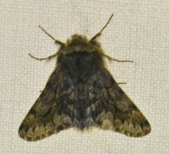 Apocheima hispidaria