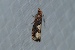 Epinotia trigonella