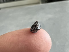 Echinolittorina ziczac