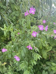 Epilobium hirsutum