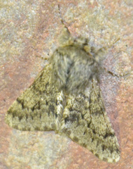 Apocheima hispidaria