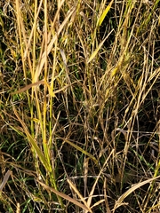 Elymus repens