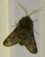 Apocheima hispidaria