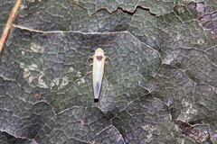 Zygina flammigera