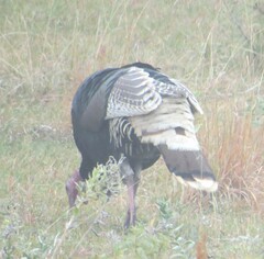 Meleagris gallopavo merriami