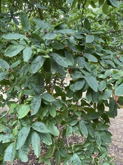 Crataegus germanica
