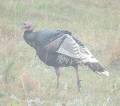 Meleagris gallopavo merriami