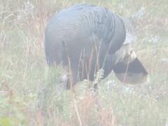 Meleagris gallopavo merriami