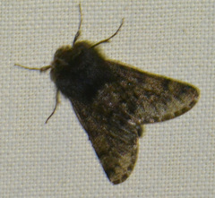 Apocheima hispidaria