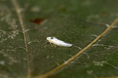 Zygina flammigera