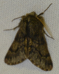 Apocheima hispidaria