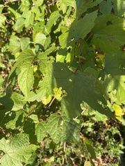 Acer pseudoplatanus