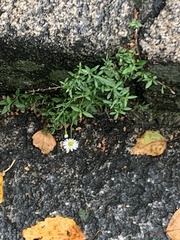 Erigeron karvinskianus
