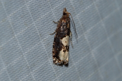 Epinotia trigonella