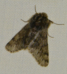 Apocheima hispidaria