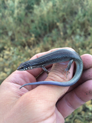 Plestiodon obsoletus