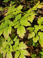 Actaea