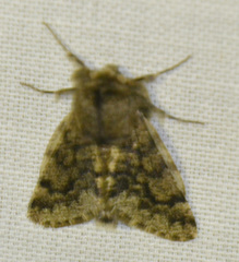 Apocheima hispidaria